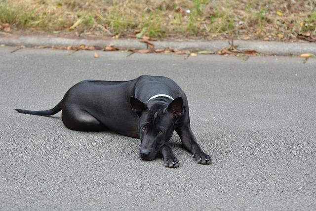 Důležité věci, které je třeba zvážit před koupí Thajského Ridgebacka