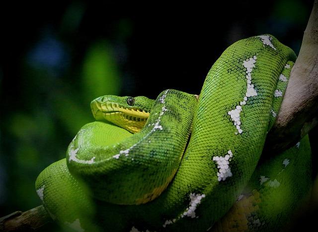 Nebezpečné hady: Jak se vyvarovat nebezpečným uštknutím ve venkovních oblastech