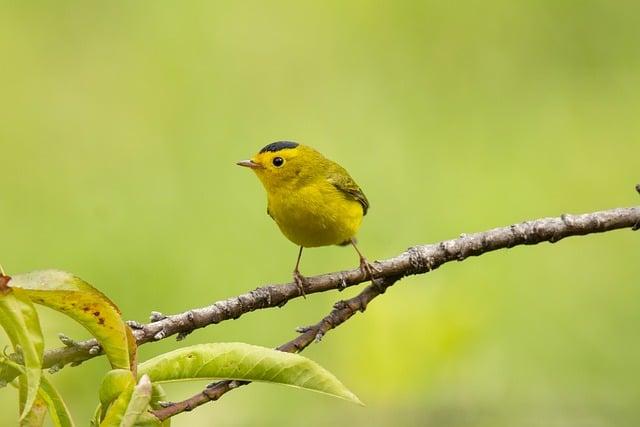 Migrace a etnické skupiny v Indonésii