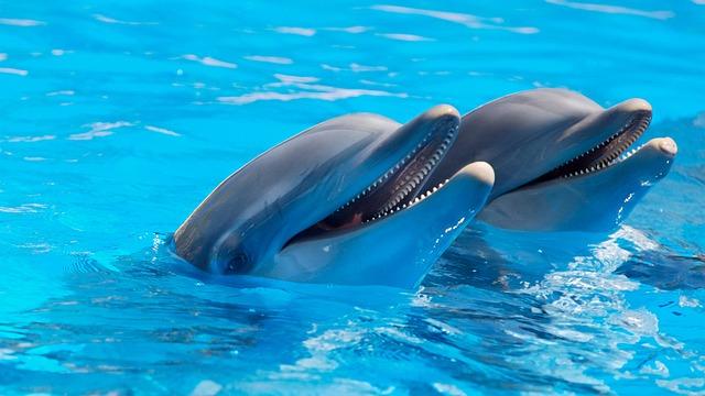 Delfíni v Itálii: Kde Je Můžete Vidět