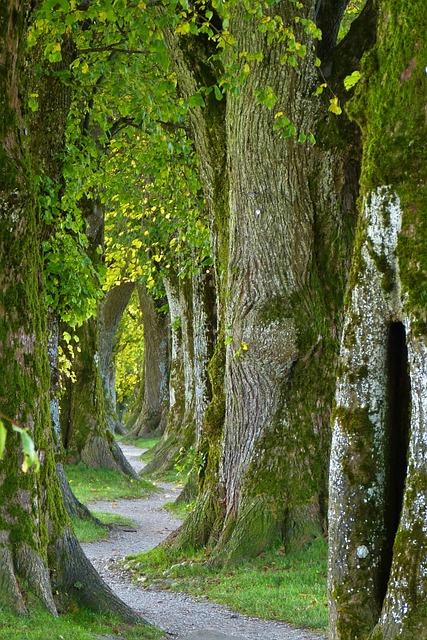 Tipy pro návštěvu Stezky Korunami Stromů: Střední cesta
