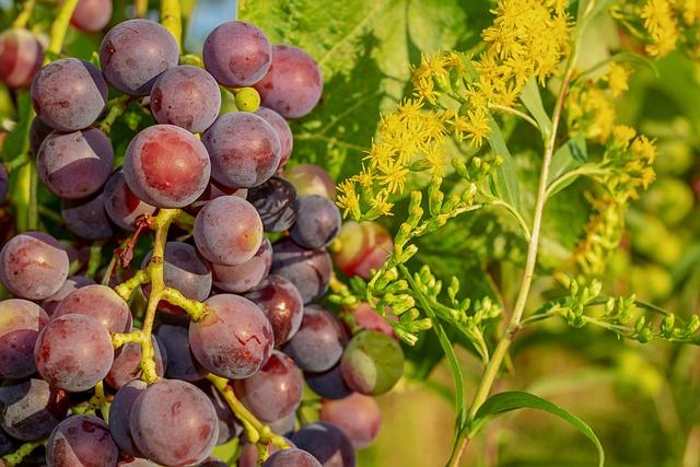 Odrůdy vín a jejich charakteristiky