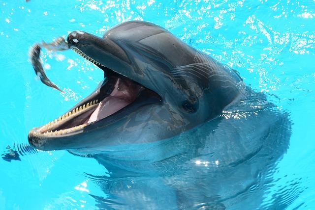 Doplňující ⁣informace o⁤ delfináriu v‌ Turecku
